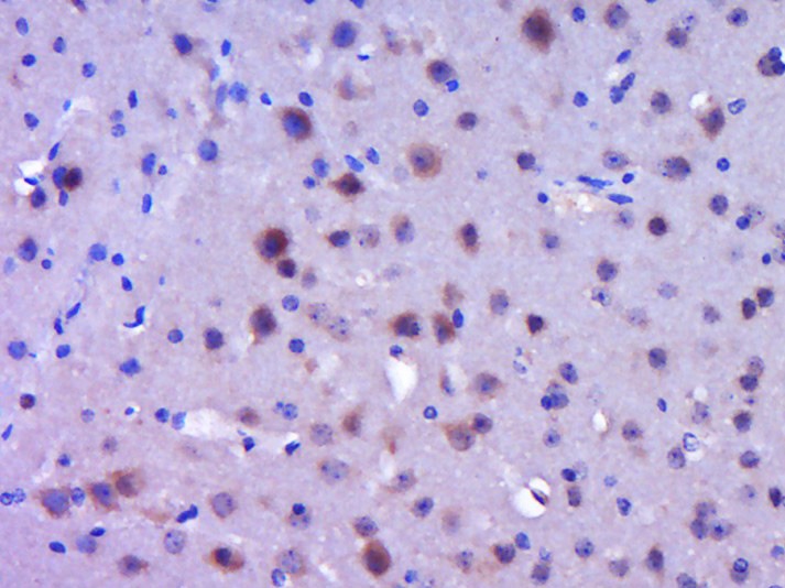 Anti-BMP-2 Polyclonal Antibody
