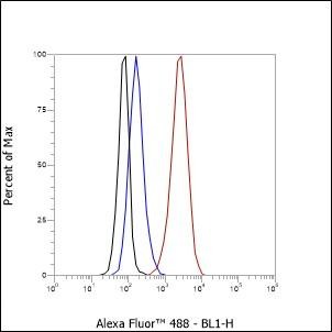 Anti-BMAL1 Antibody (6E793)