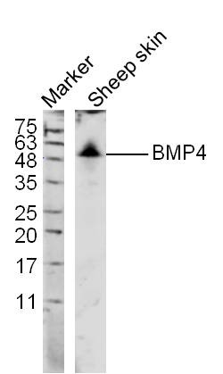 Anti-BMP-4 Polyclonal Antibody