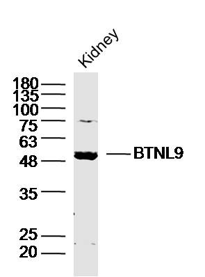 Anti-BTNL9 Polyclonal Antibody