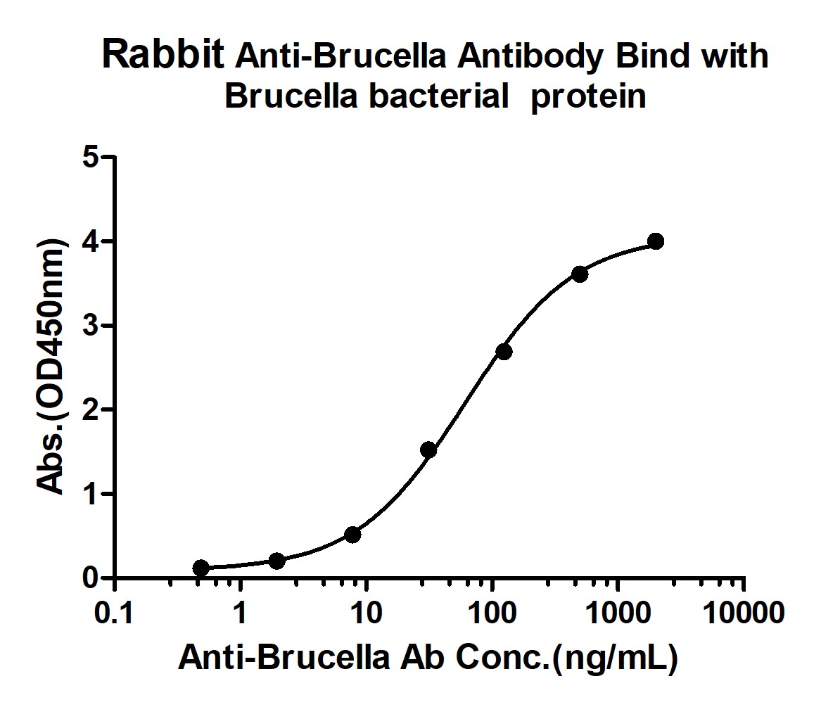 Anti-Brucella Polyclonal Antibody