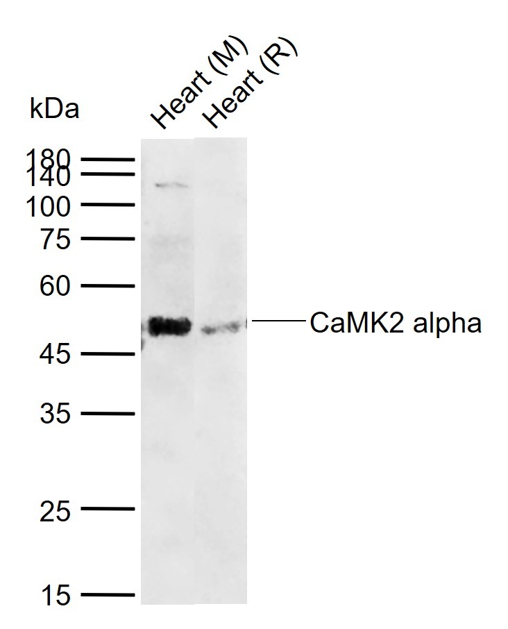 Anti-CAMK2 alpha Polyclonal Antibody 2