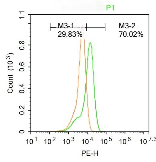 Anti-BRN3A Polyclonal Antibody