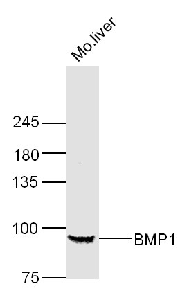 Anti-BMP-1 Polyclonal Antibody