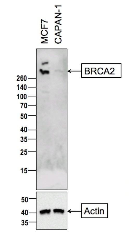 Anti-BRCA2 Polyclonal Antibody