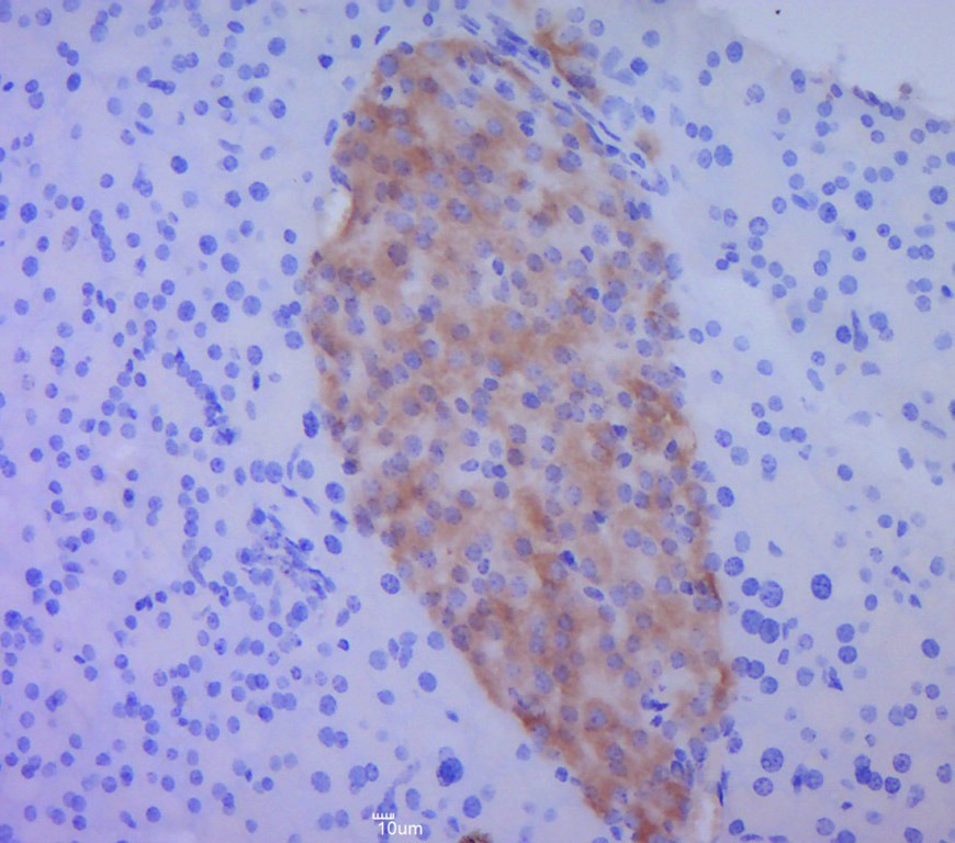 Anti-BMP-4 Polyclonal Antibody