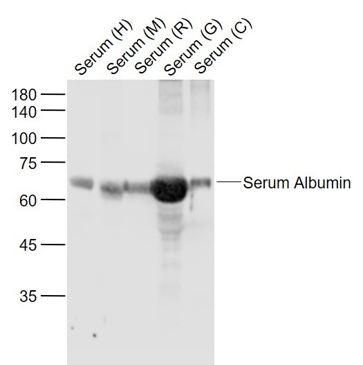 Anti-Bovine Serum Albumin Polyclonal Antibody