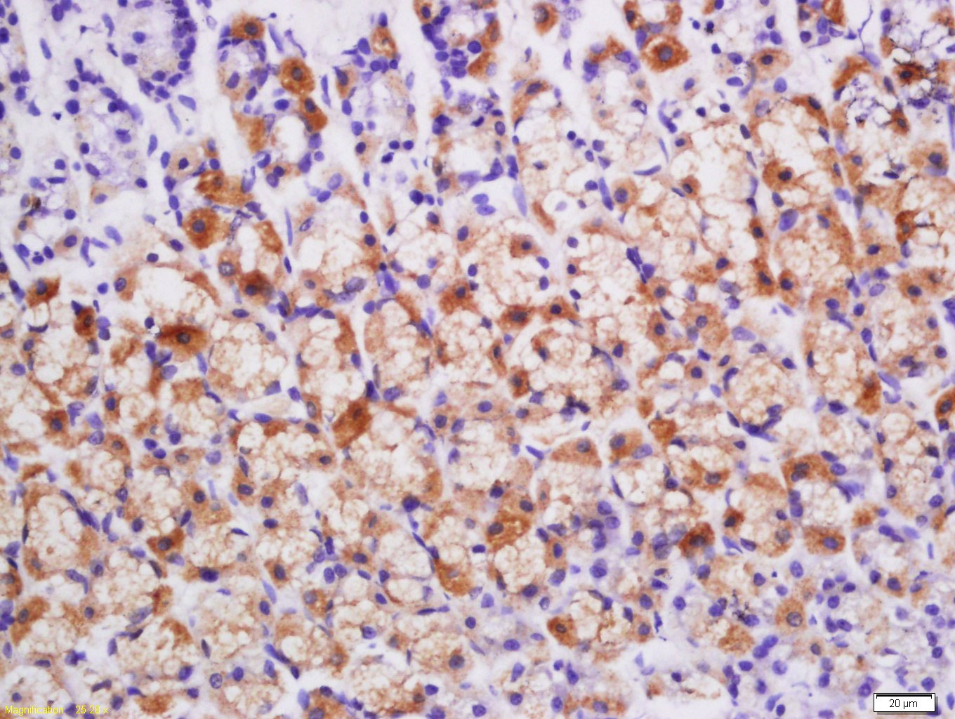 Anti-BMP-2 Polyclonal Antibody 2