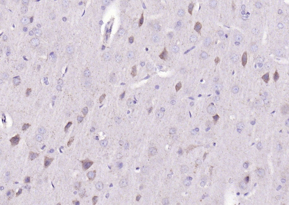 Anti-BMAL1 Polyclonal Antibody