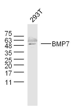 Anti-BMP-7 Polyclonal Antibody