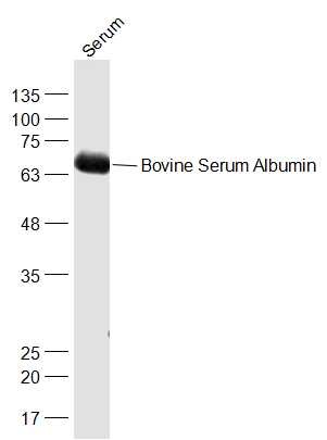 Anti-Bovine Serum Albumin Polyclonal Antibody