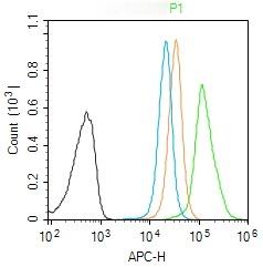 Anti-CAMKK2 Polyclonal Antibody