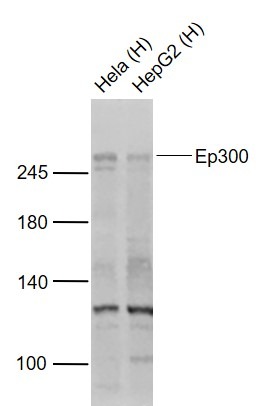 Anti-EP300 Polyclonal Antibody