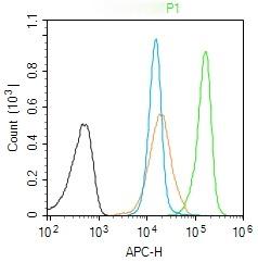 Anti-EAR1 Polyclonal Antibody
