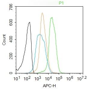 Anti-EP300 Polyclonal Antibody