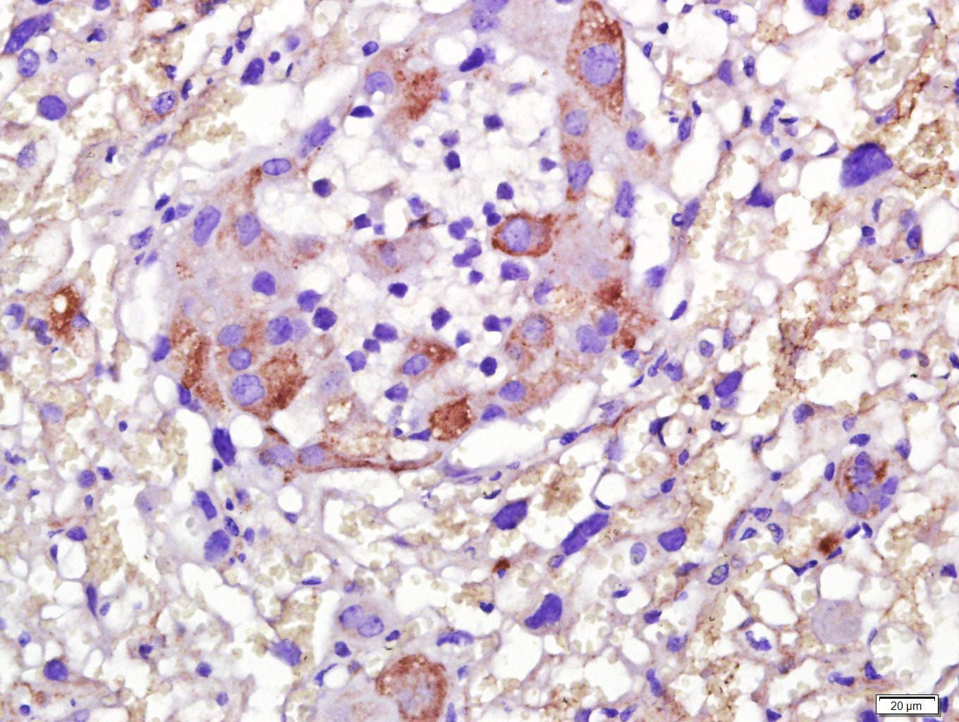 Anti-eNOS Antibody (6A162)
