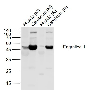 Anti-Engrailed 1 Polyclonal Antibody