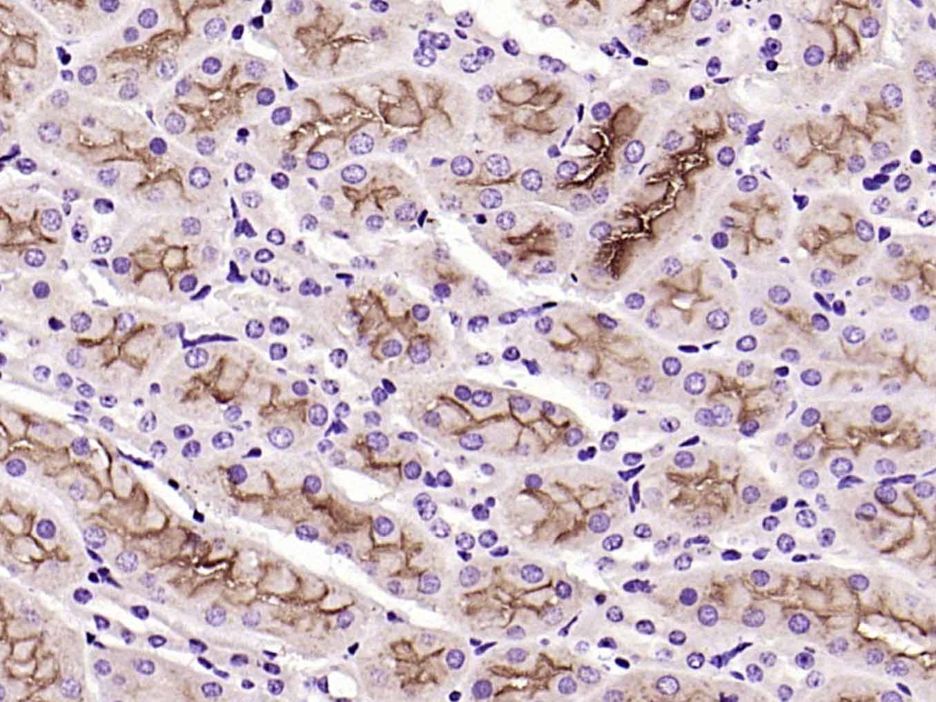 Anti-Endothelin-1/EDN1 Polyclonal Antibody 2