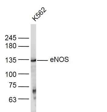 Anti-eNOS Polyclonal Antibody 2