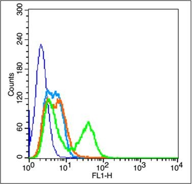 Anti-E-Cadherin/Cadherin-1 Polyclonal Antibody 2