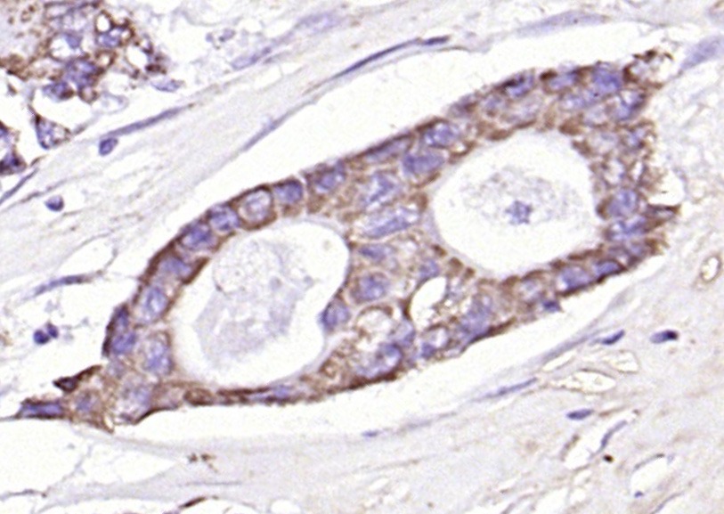 Anti-EpCAM Polyclonal Antibody