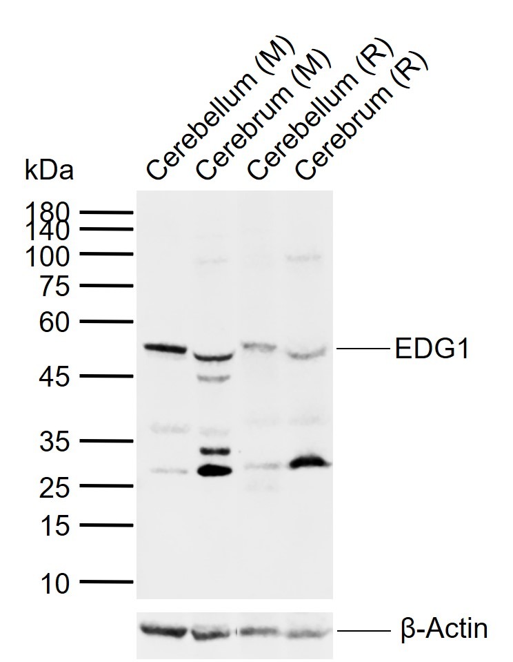 Anti-EDG1 Polyclonal Antibody