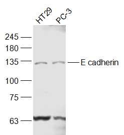 Anti-E-Cadherin/Cadherin-1 Polyclonal Antibody