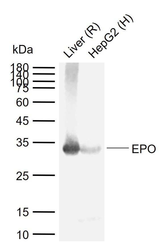 Anti-EPO/Erythropoietin Polyclonal Antibody