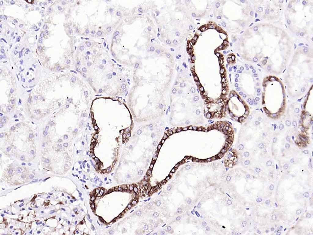 Anti-Ephrin B2/EFNB2 Antibody (6Q379)