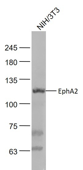 Anti-EphA2 Polyclonal Antibody