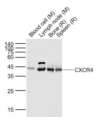 Anti-CXCR4 Polyclonal Antibody
