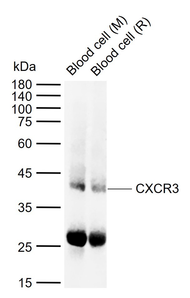 Anti-CXCR3 Polyclonal Antibody