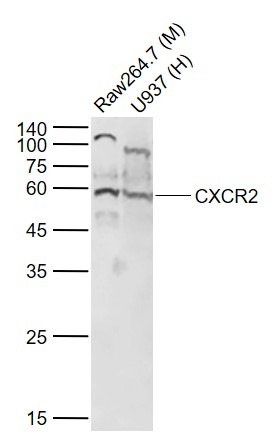 Anti-CXCR2 Polyclonal Antibody