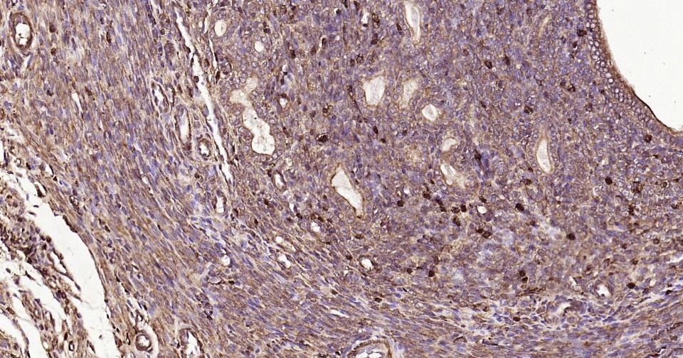 Beta-Actin Loading Control Polyclonal Antibody