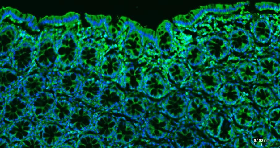 Beta-Actin Loading Control Antibody (1W773)