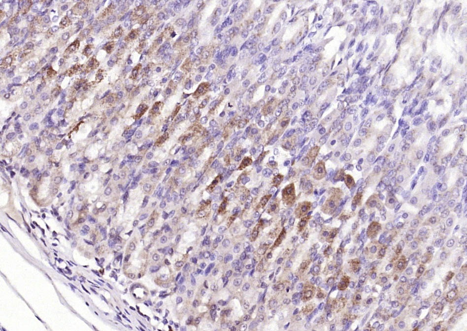 Beta-Actin Loading Control Polyclonal Antibody 2