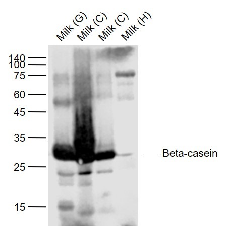 Anti-Beta-casein Polyclonal Antibody 2