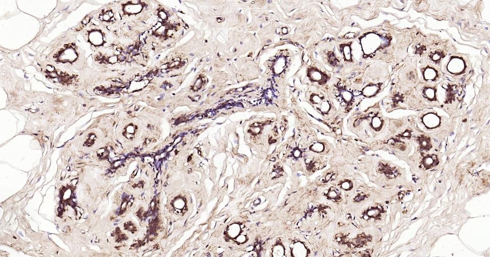 Beta-Actin Loading Control Polyclonal Antibody