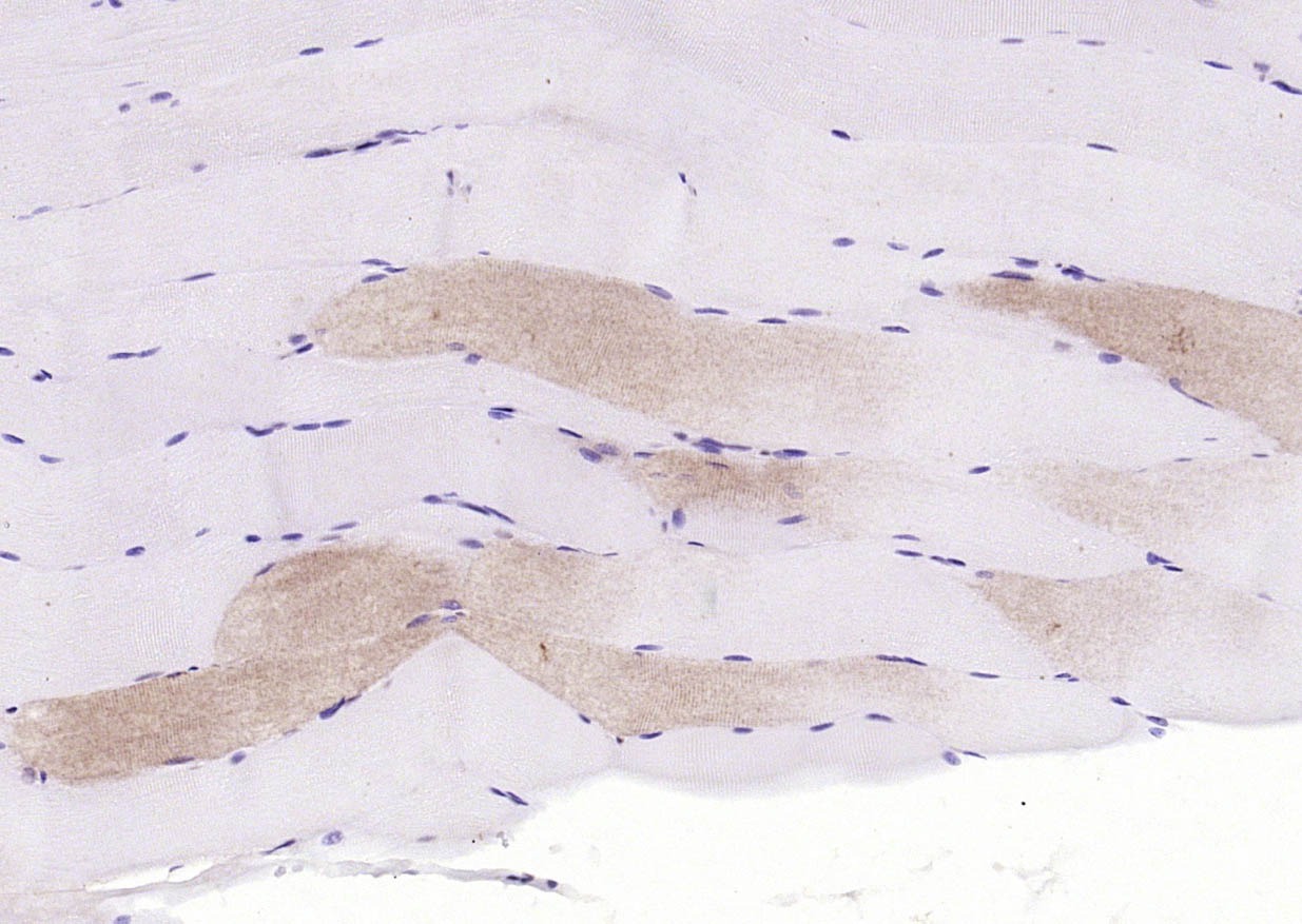 Beta-Actin Loading Control Polyclonal Antibody 2