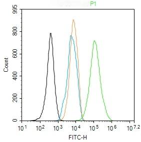 Beta-Actin Loading Control Polyclonal Antibody