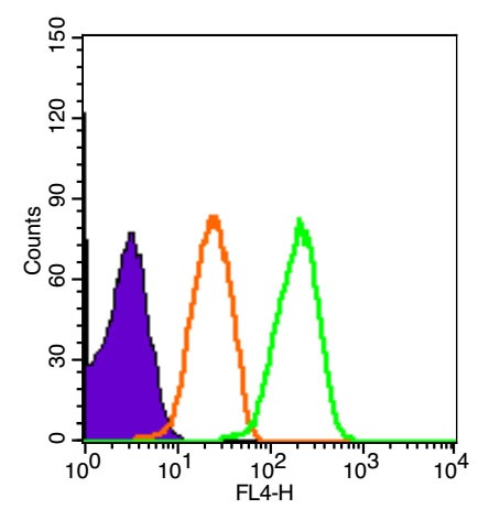 Anti-Beta-Amyloid 1-16 Polyclonal Antibody 2
