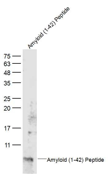 Anti-Beta-Amyloid 1-42 Polyclonal Antibody 2