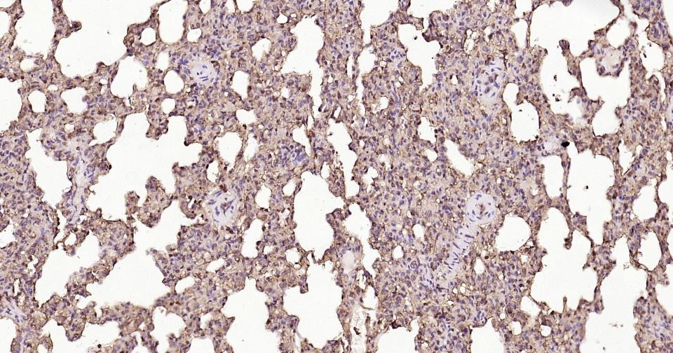 Beta-Actin Loading Control Polyclonal Antibody
