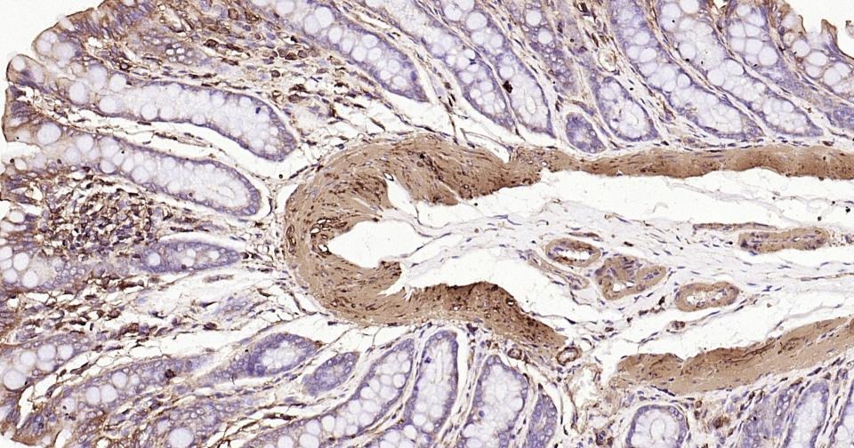 Beta-Actin Loading Control Antibody (1W773)