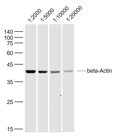 Beta-Actin Loading Control Polyclonal Antibody