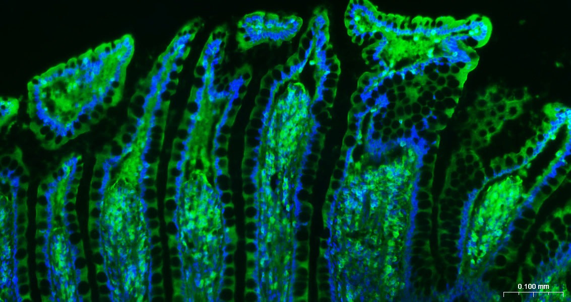 Beta-Actin Loading Control Antibody (1W773)