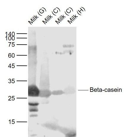 Anti-Beta-casein Polyclonal Antibody