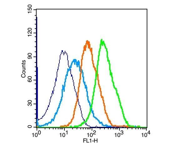 Anti-BCL2 Polyclonal Antibody 4