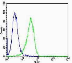 Anti-CCNB1 Polyclonal Antibody