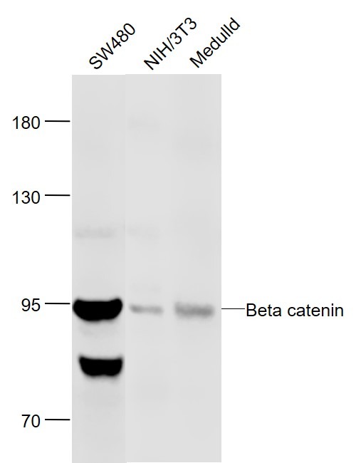 Anti-Beta-Catenin Polyclonal Antibody 2
